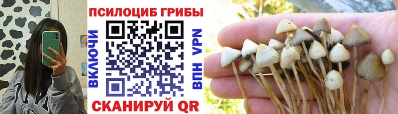 купить наркоту Богданович Псилоцибиновые грибы MAGIC MUSHROOMS